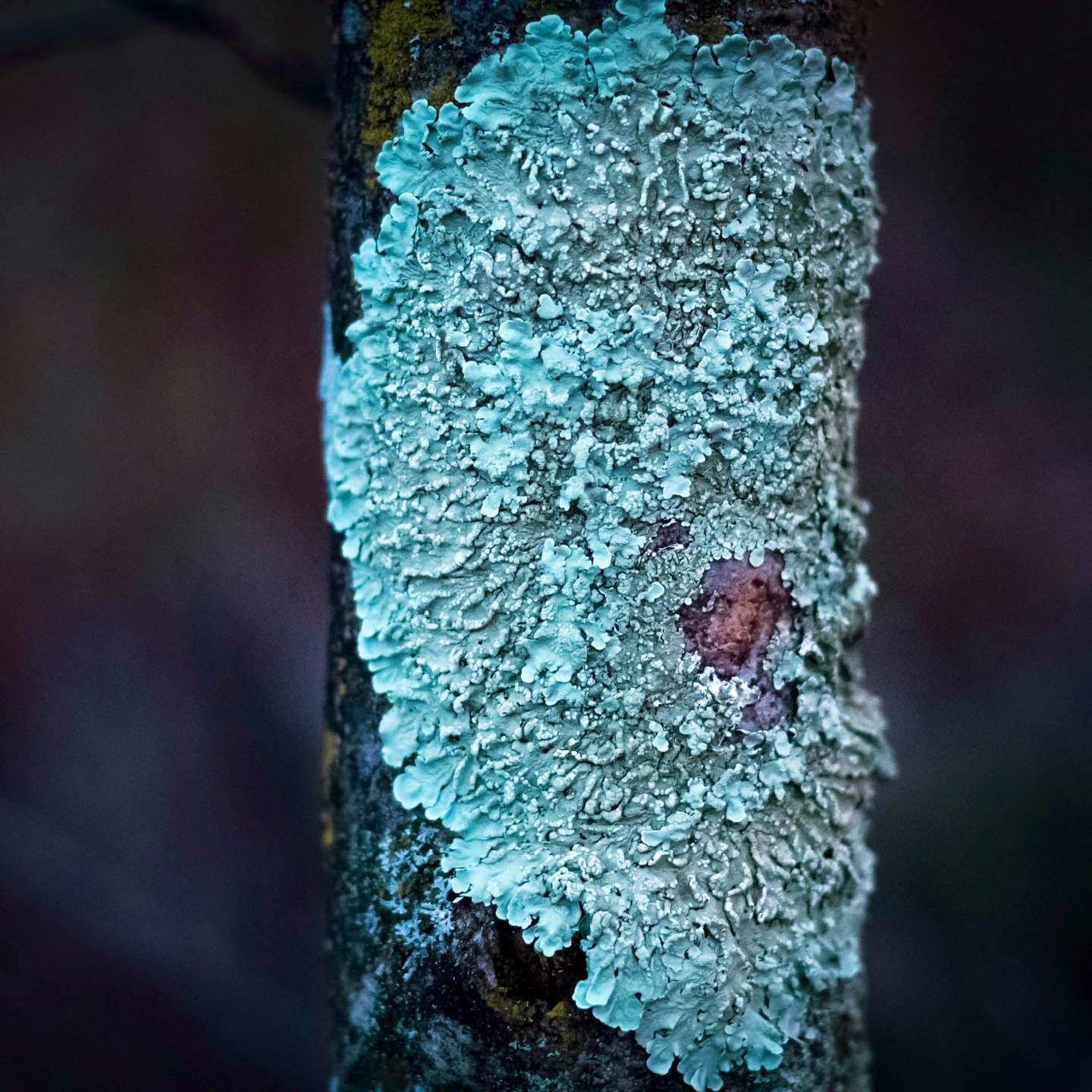 Lichene foglioso epifita - Carso Triestino